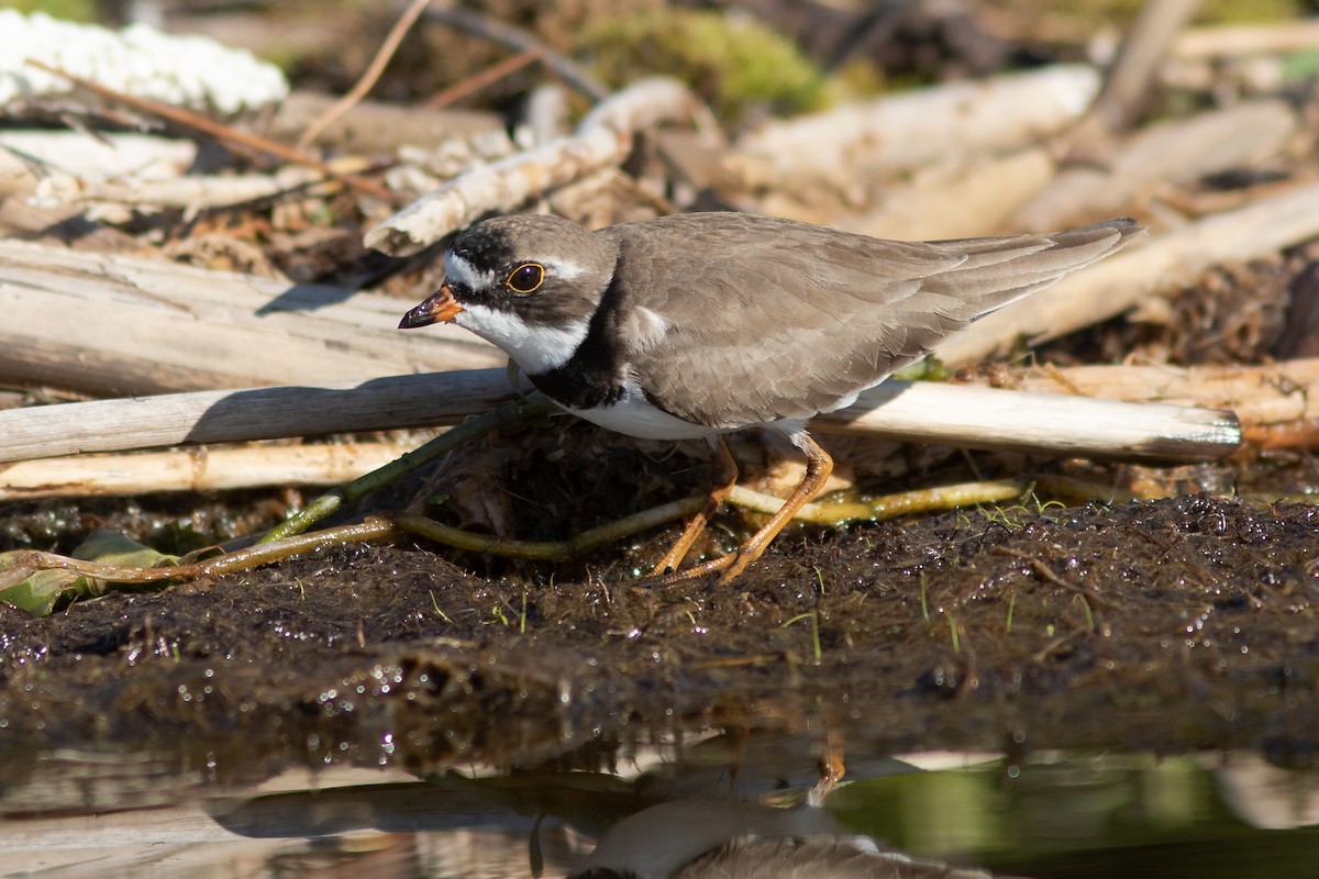 Semipalmated Plover - ML618915605