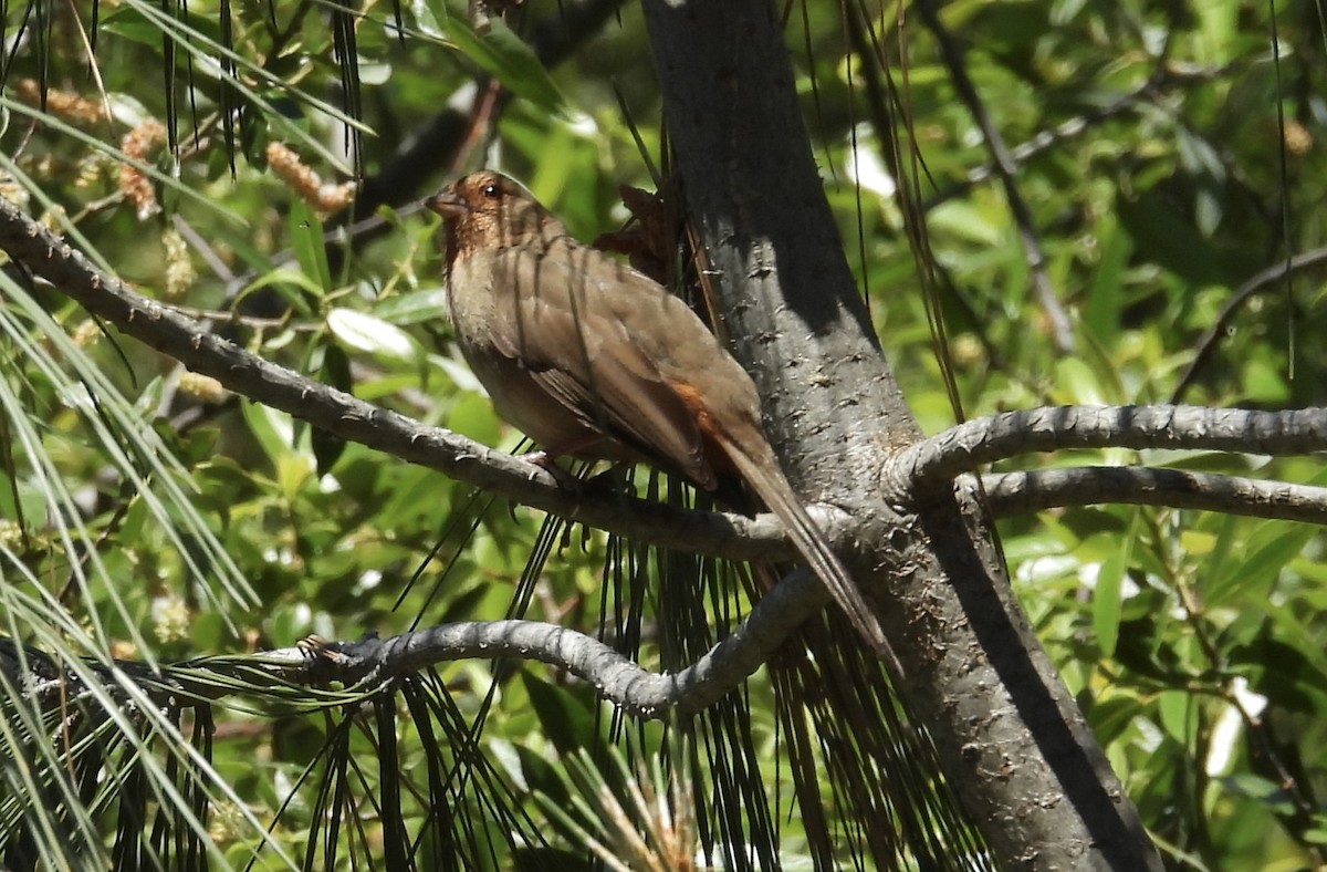 California Towhee - Erica Kawata