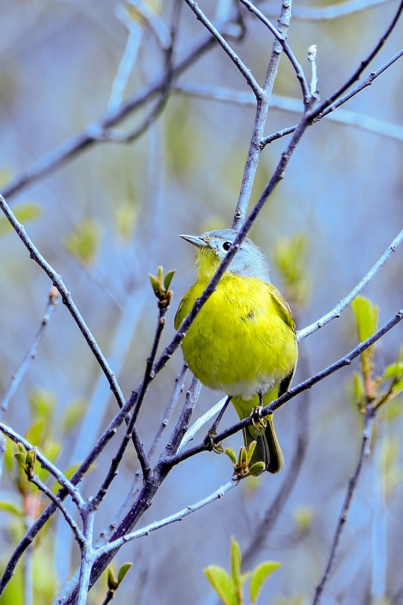 Nashville Warbler - Cheryl Prouse