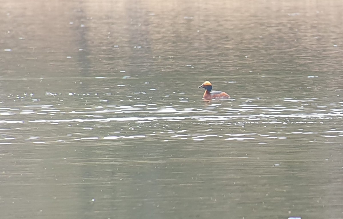 Horned Grebe - Cal Gesmundo