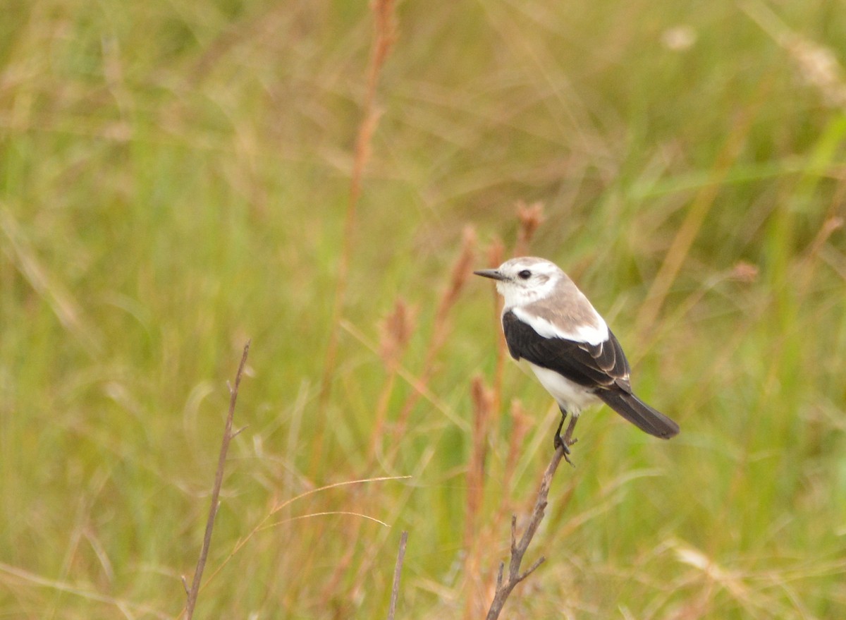 Black-and-white Monjita - Silmar Primieri