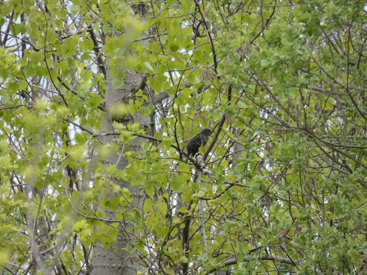 Rusty Blackbird - ML618915669