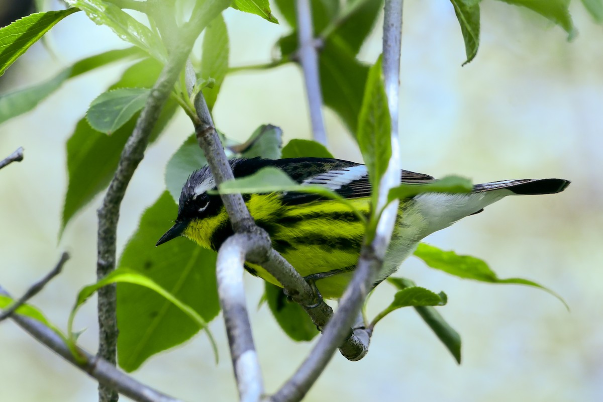 Magnolia Warbler - Cheryl Prouse