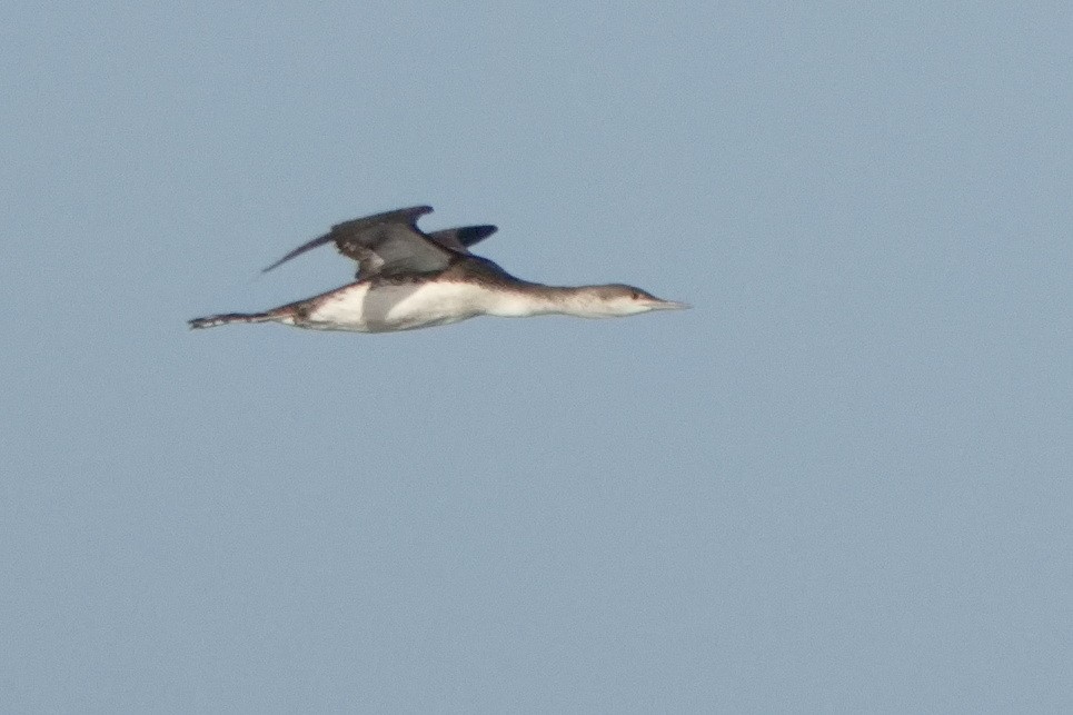 Red-throated Loon - ML618915691