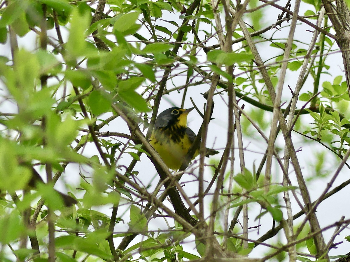 Canada Warbler - Laura Blutstein