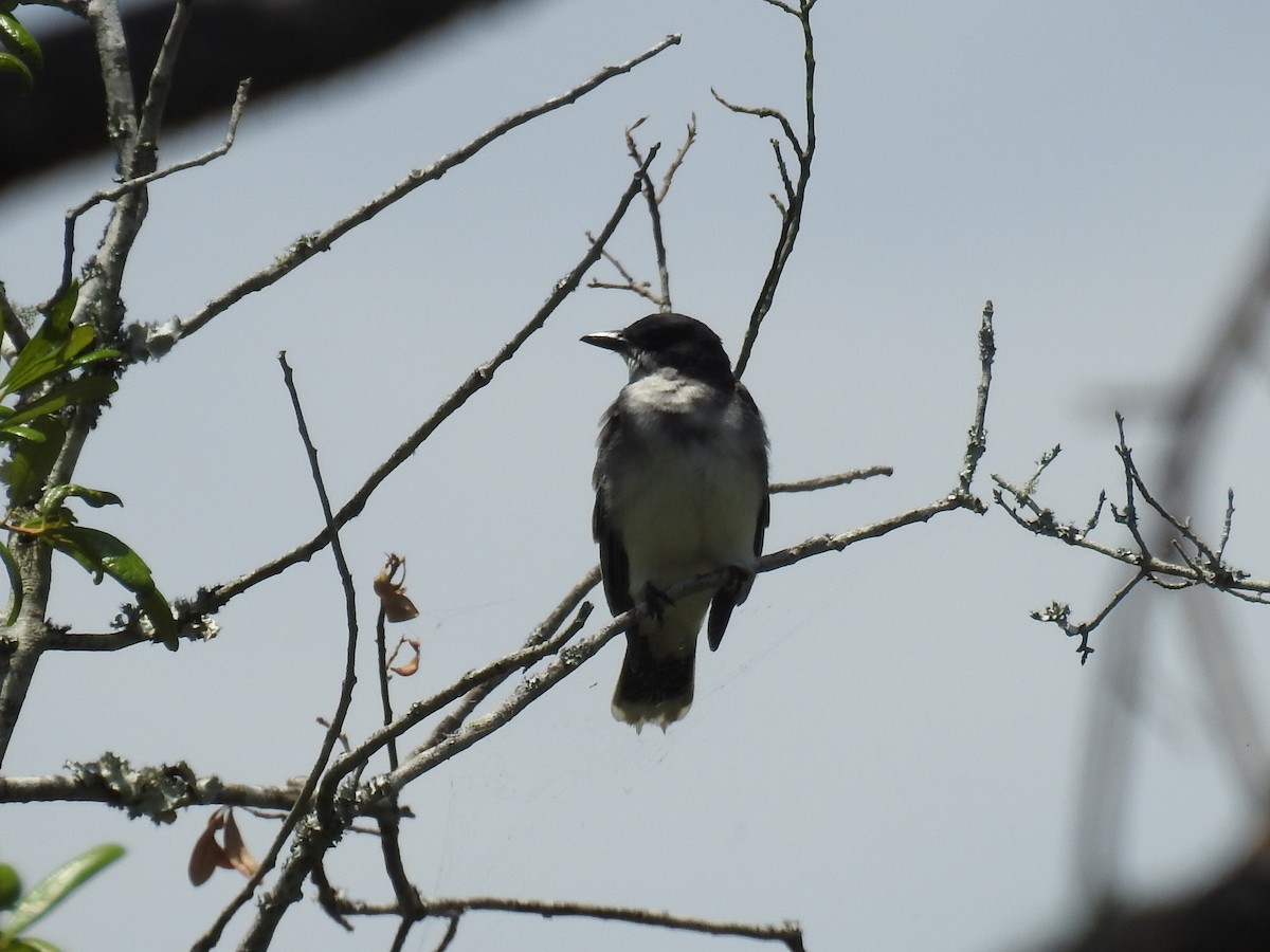 Eastern Kingbird - ML618915724