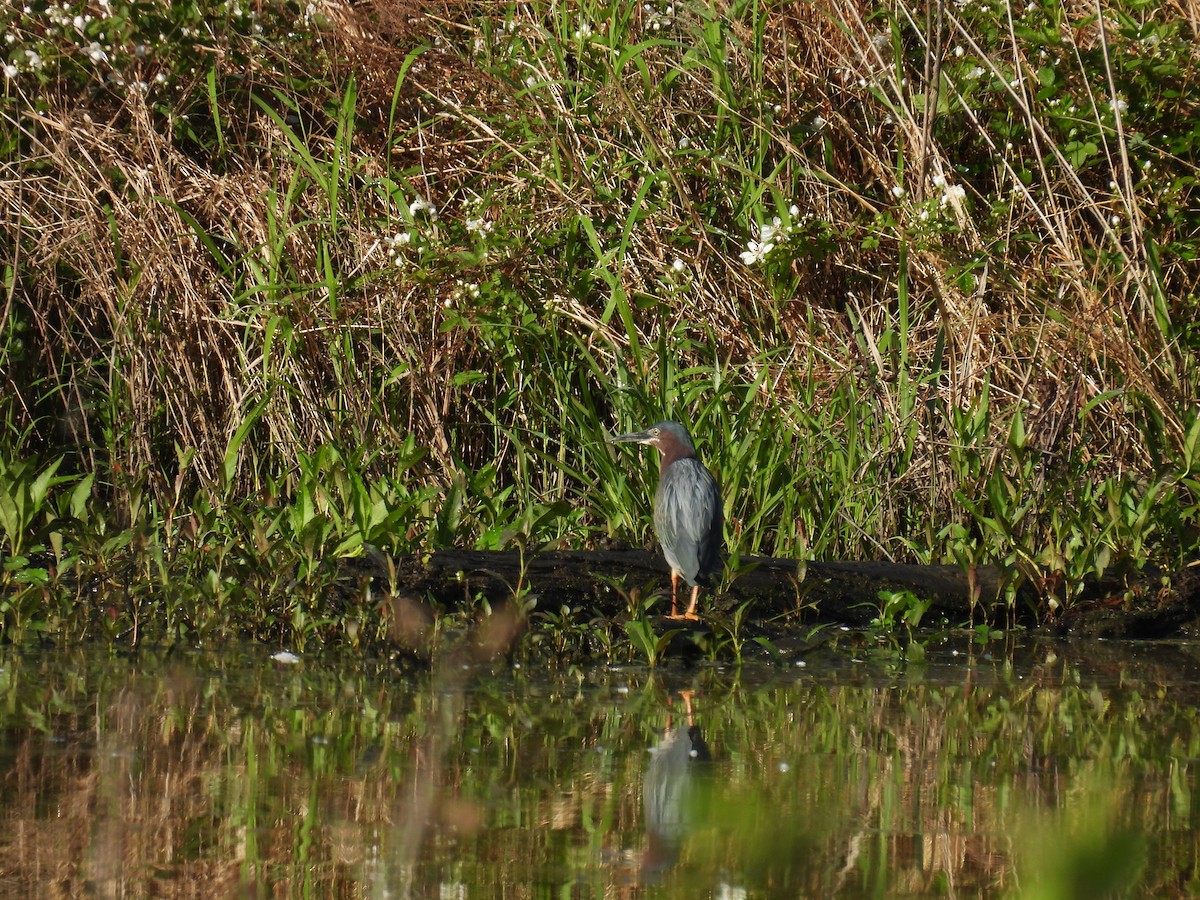 Green Heron - Cynthia Nickerson