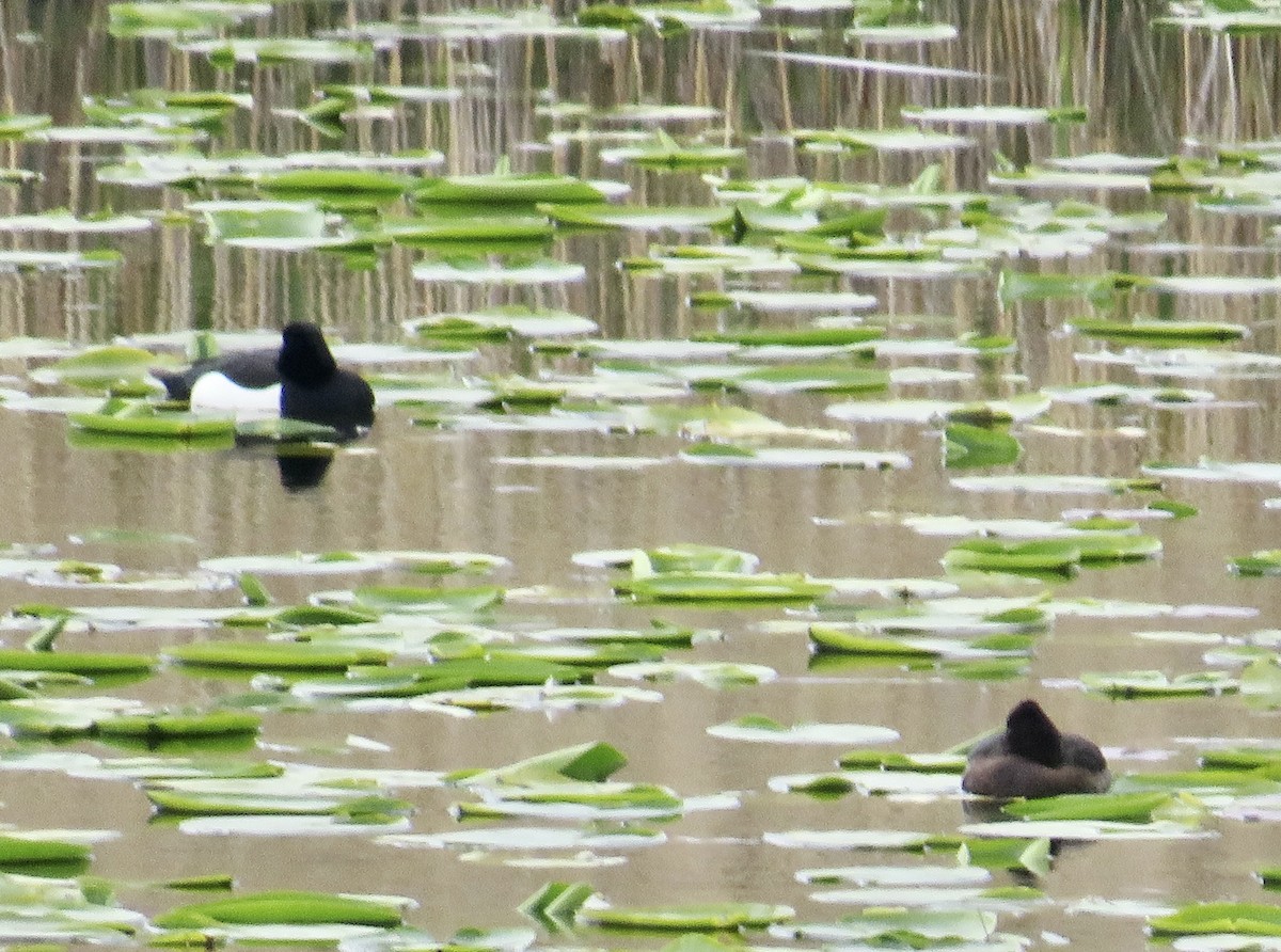 Tufted Duck - Sally Bergquist