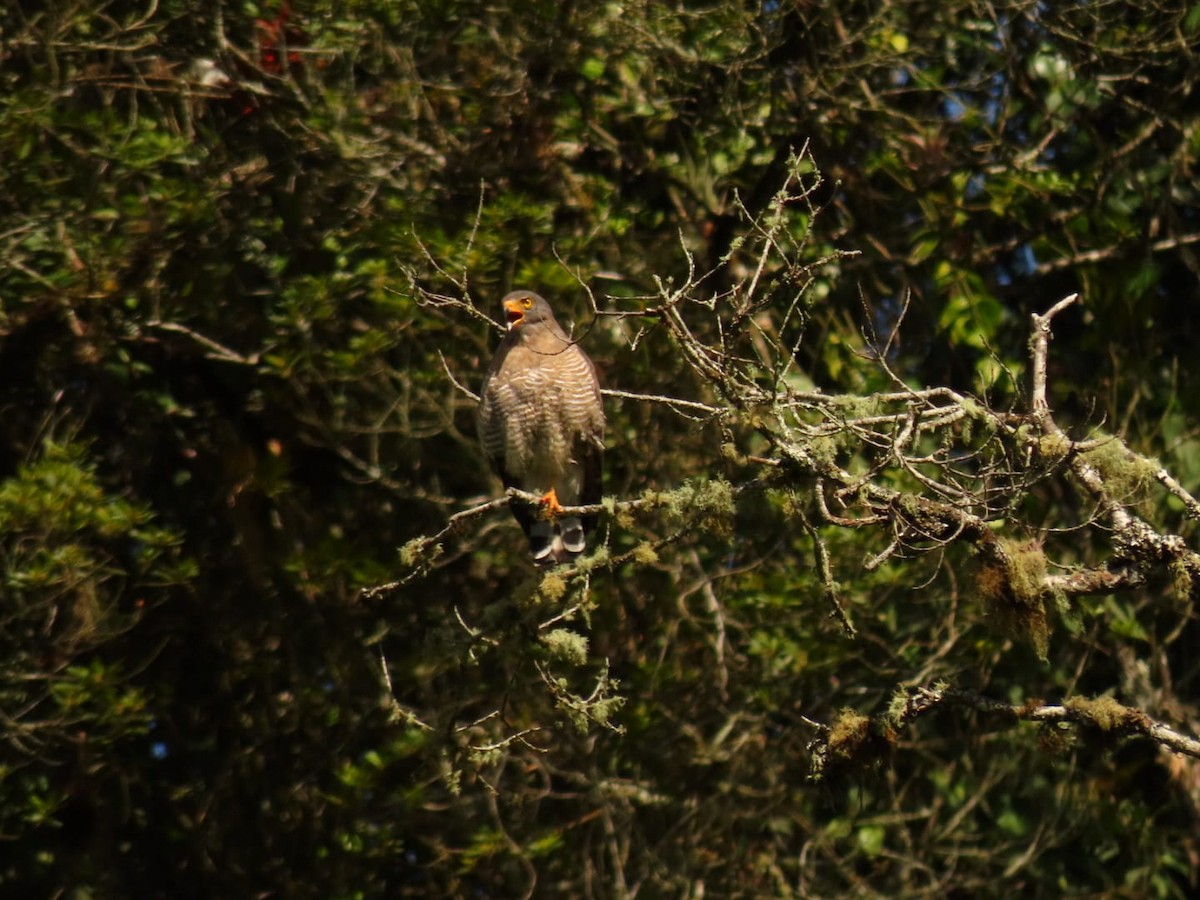 Roadside Hawk - Miguel Farfan Jimenez