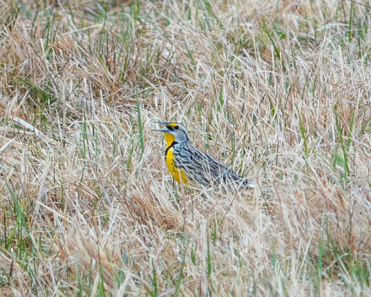 Eastern Meadowlark - Jen Driscoll