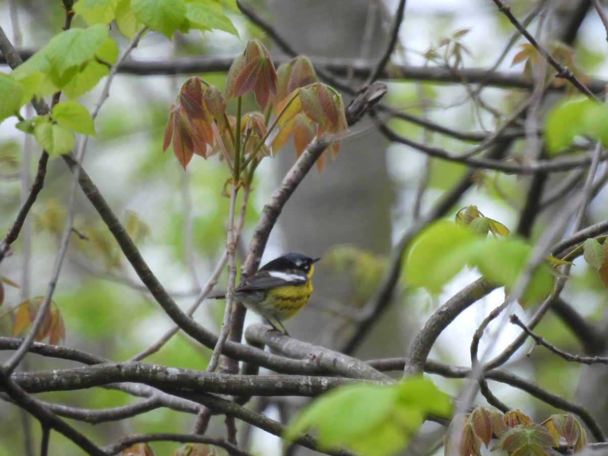 Magnolia Warbler - Jay Solanki