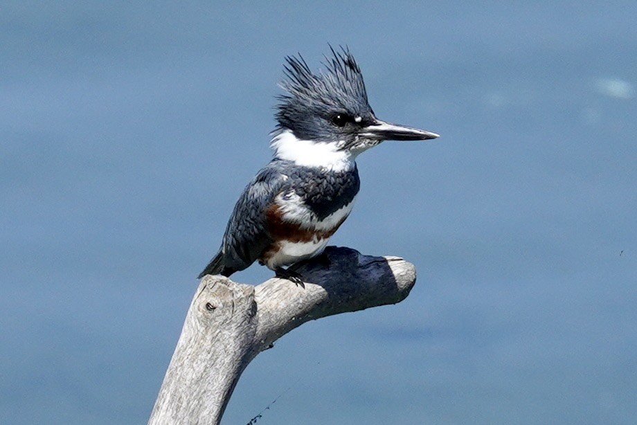Belted Kingfisher - Terry Bohling