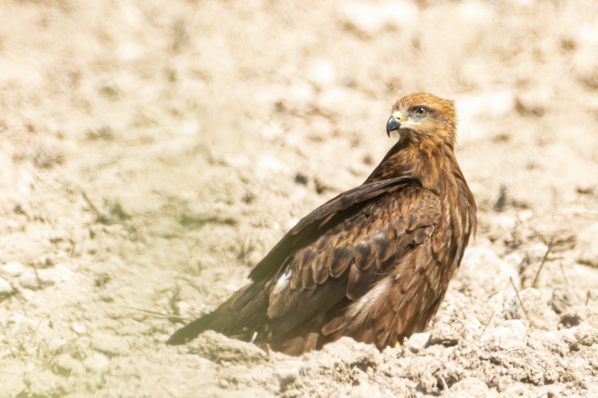 Black Kite - Alejandro Sanz