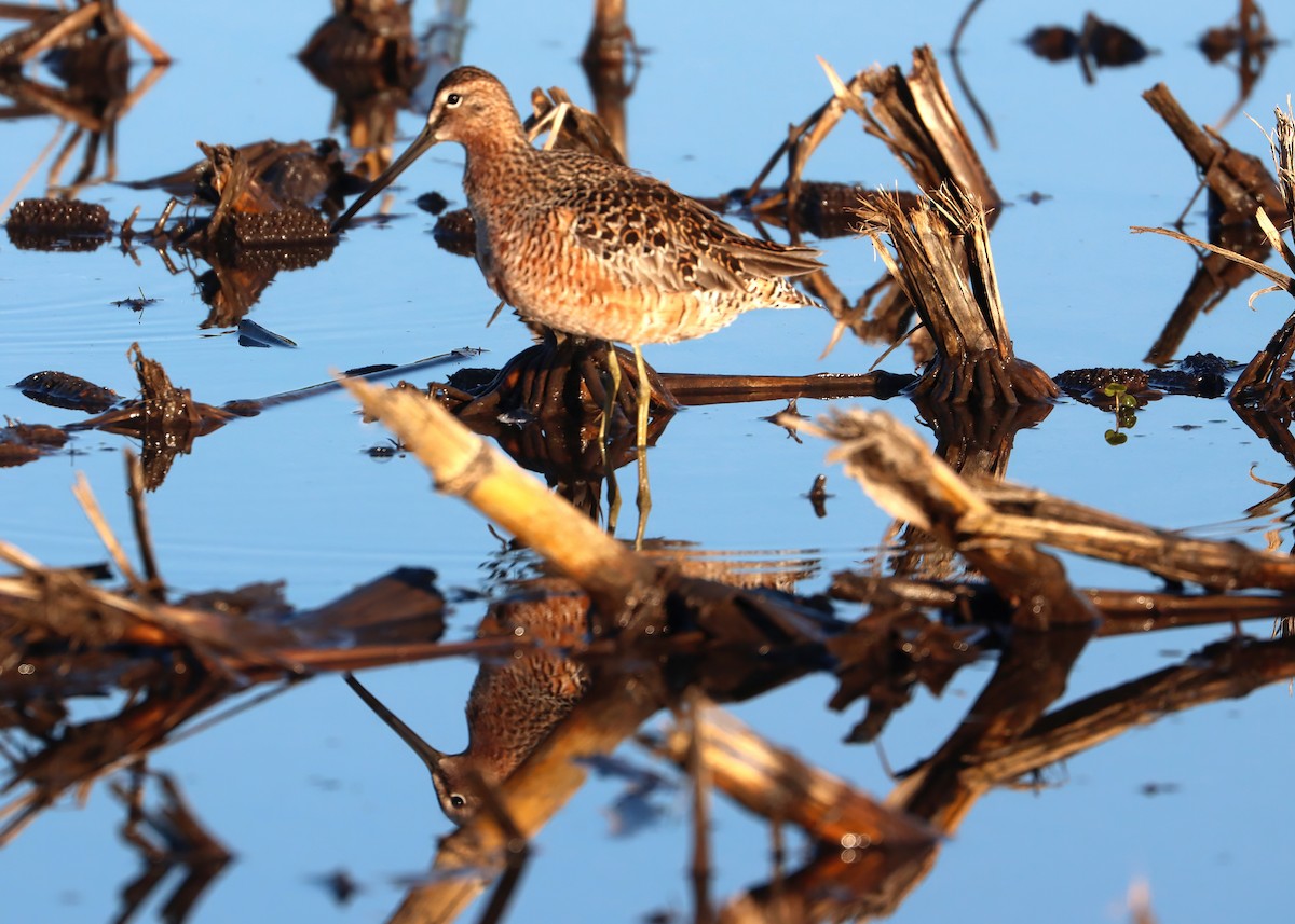 Long-billed Dowitcher - Gary and Jan Small