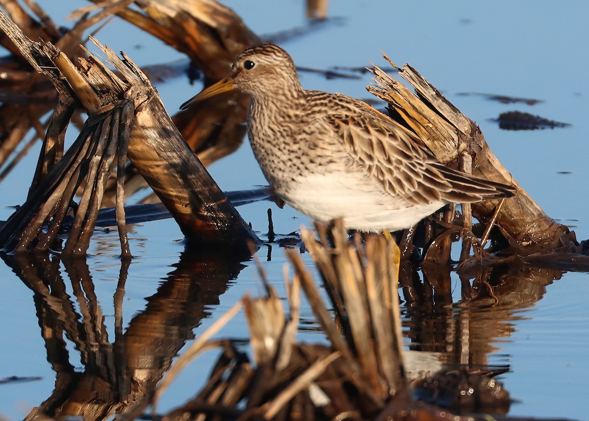 Pectoral Sandpiper - Gary and Jan Small