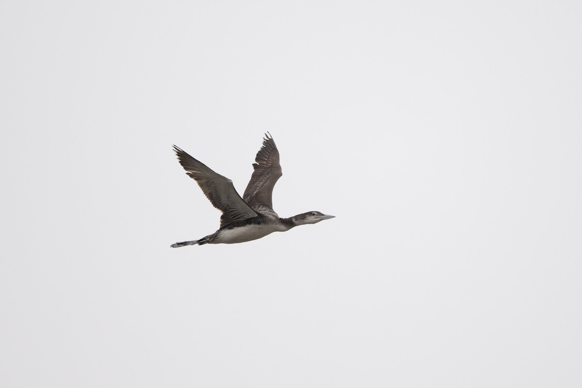 Common Loon - Steve Pearl