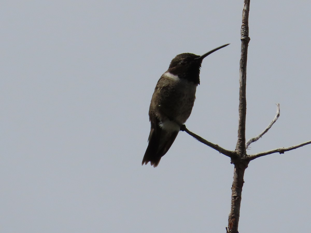 Black-chinned Hummingbird - ML618915859