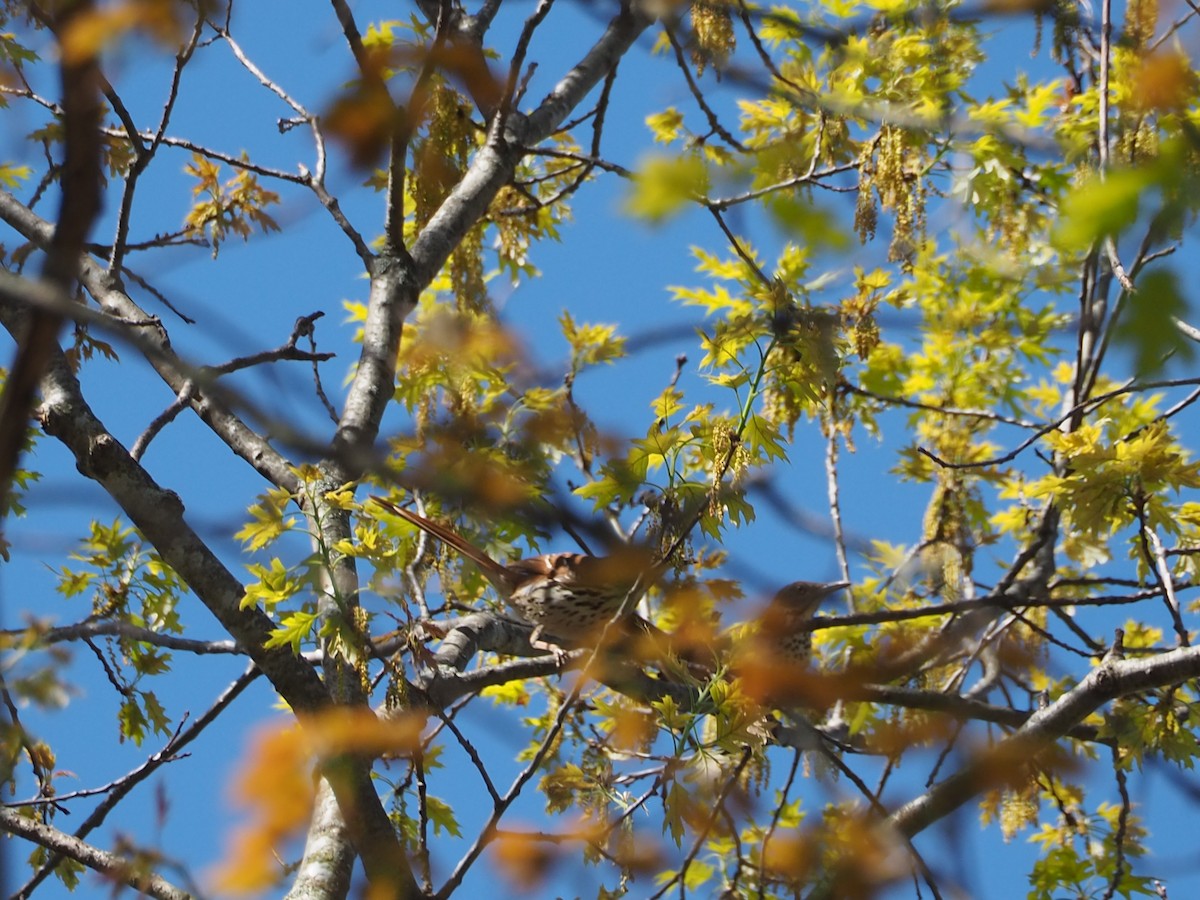 Brown Thrasher - John Hiebert