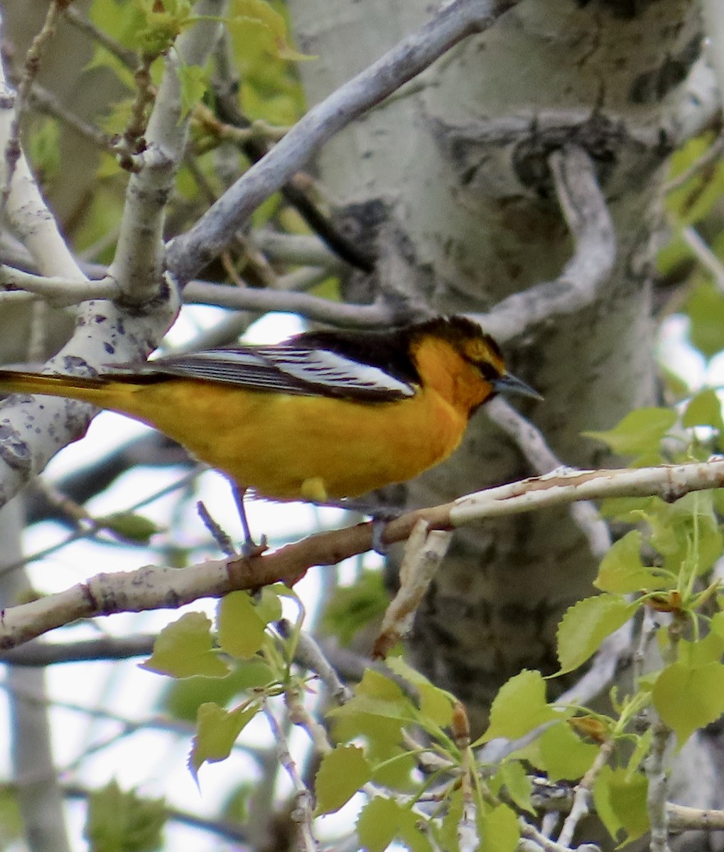 Bullock's Oriole - ML618915877