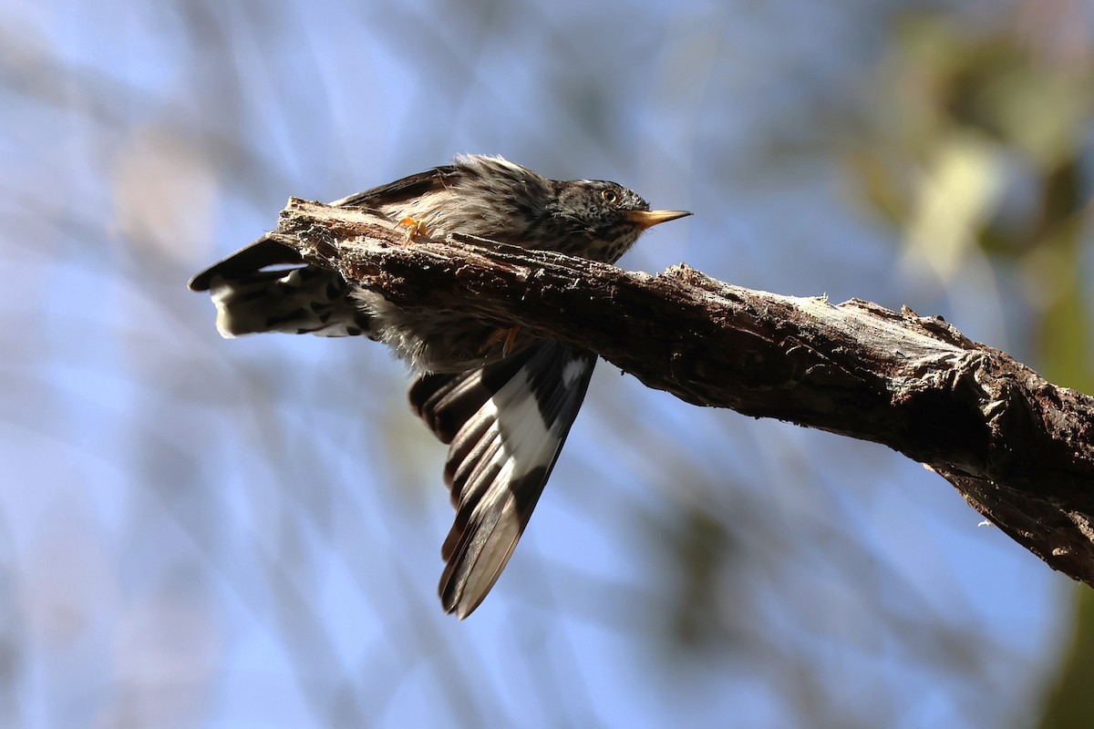 Varied Sittella - Mark and Angela McCaffrey