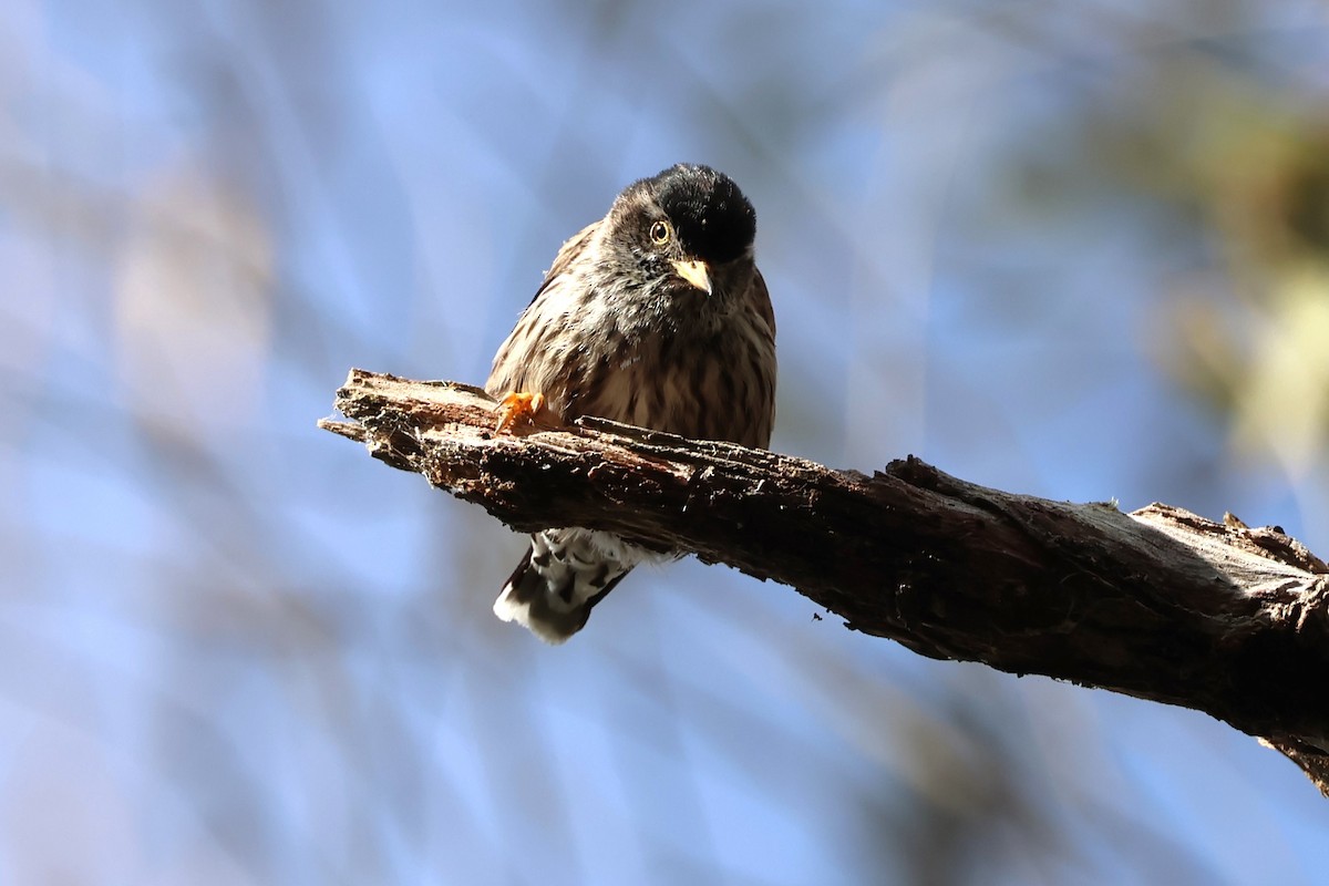 Varied Sittella - Mark and Angela McCaffrey