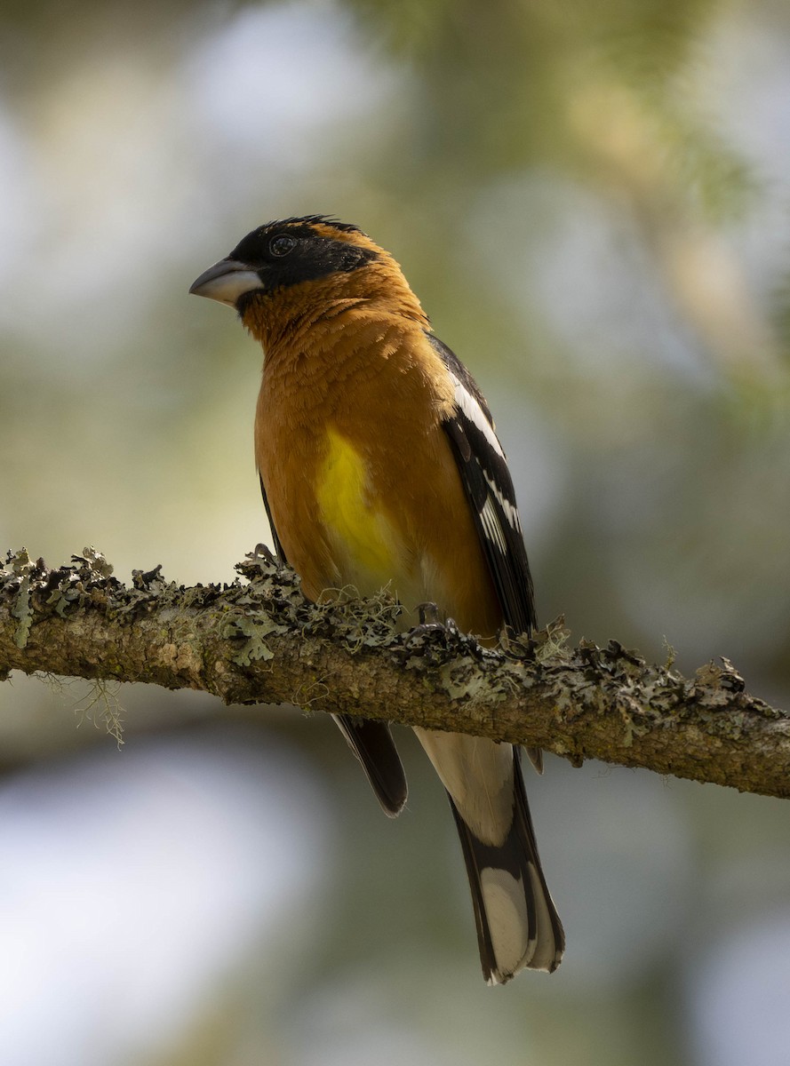 Black-headed Grosbeak - ML618915892