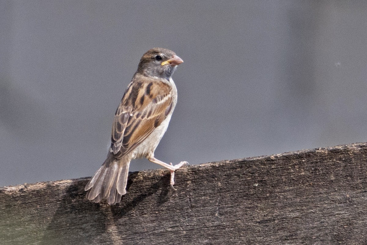 House Sparrow - Mira Milovanović