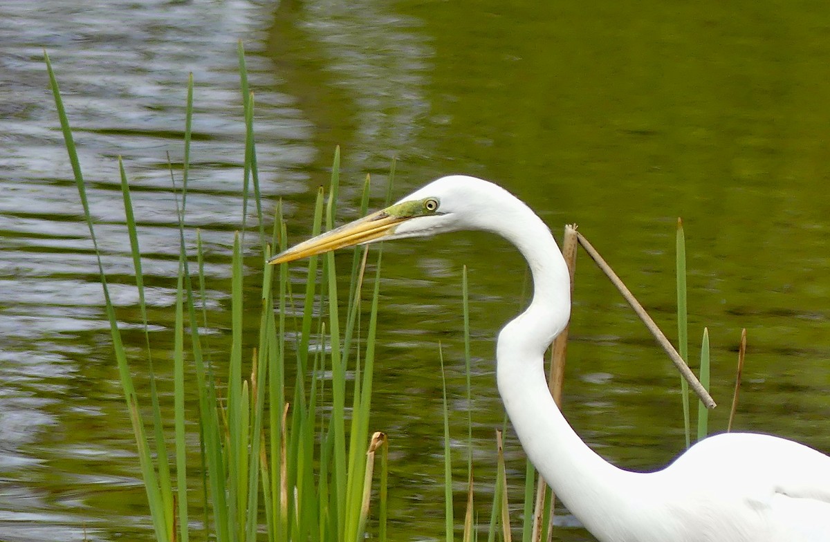 Great Egret - Laura Blutstein