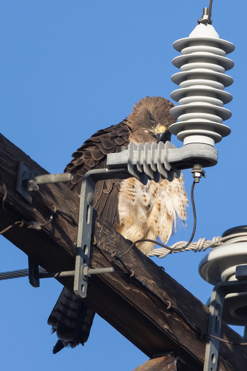 Swainson's Hawk - Kenny Younger