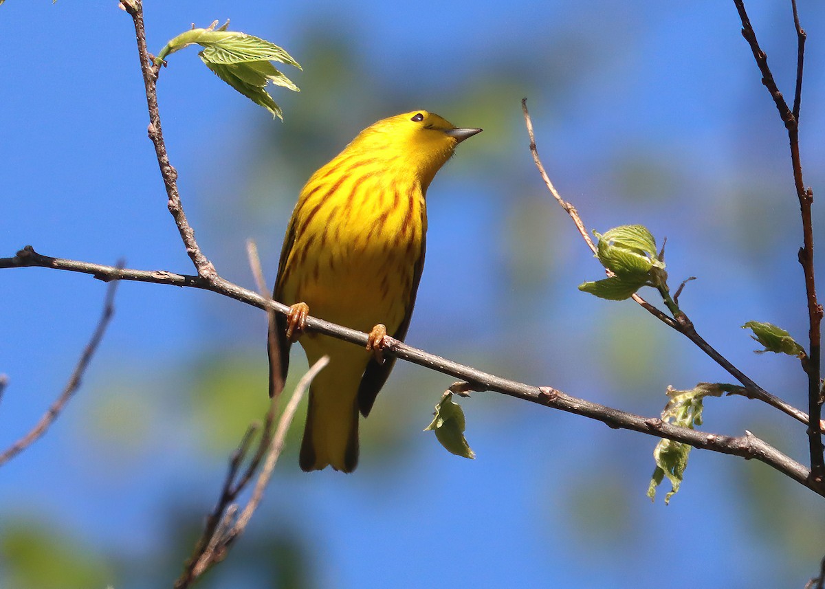 Yellow Warbler - Gary and Jan Small