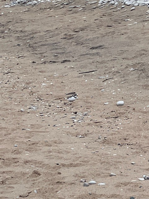 Piping Plover - Derek Swalwell