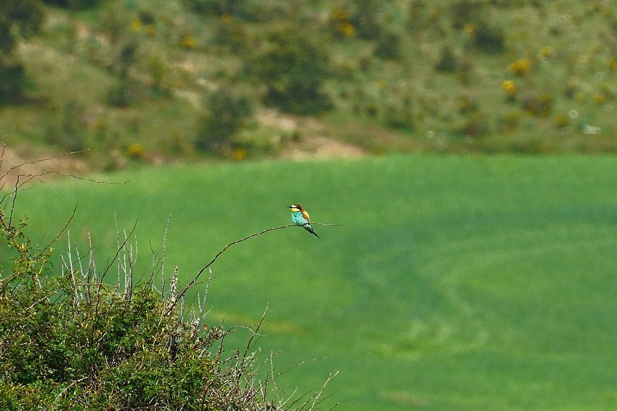 European Bee-eater - ML618915984