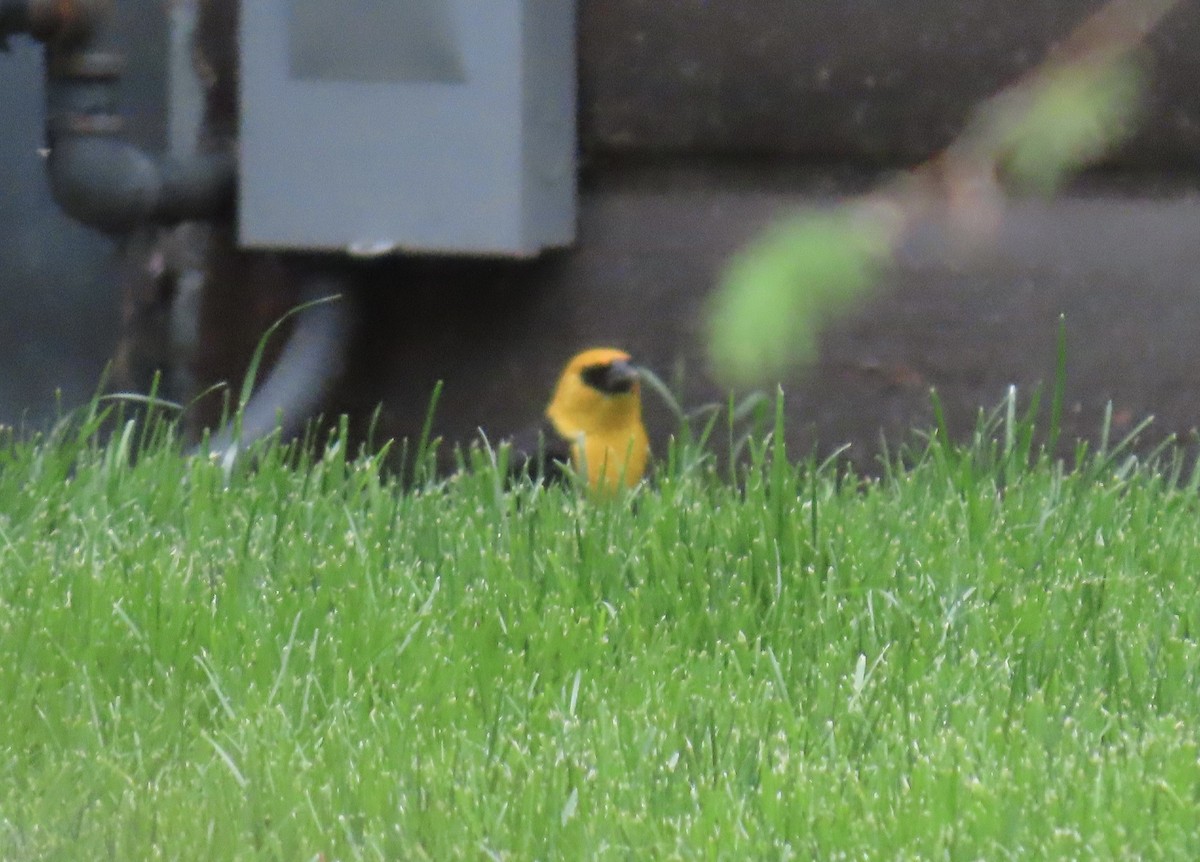 Yellow-headed Blackbird - ML618915986