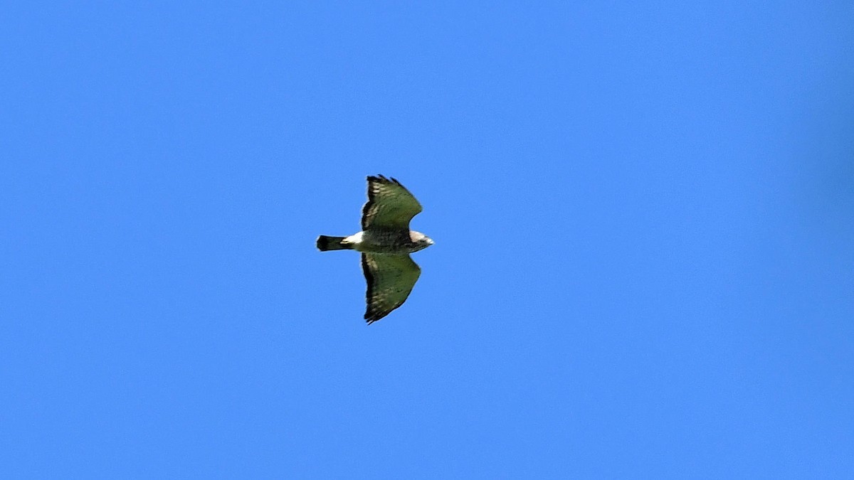 Broad-winged Hawk - Amelia Starliper