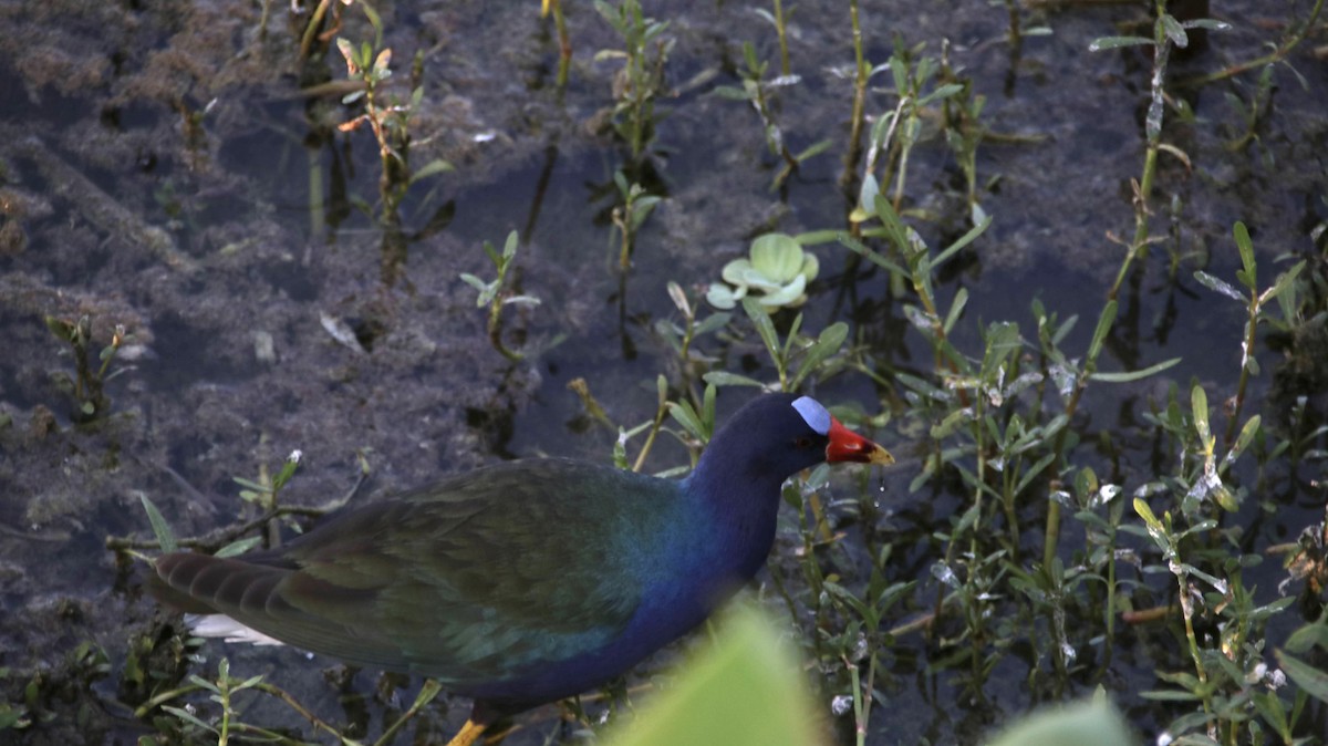 Purple Gallinule - Brynn Fricke