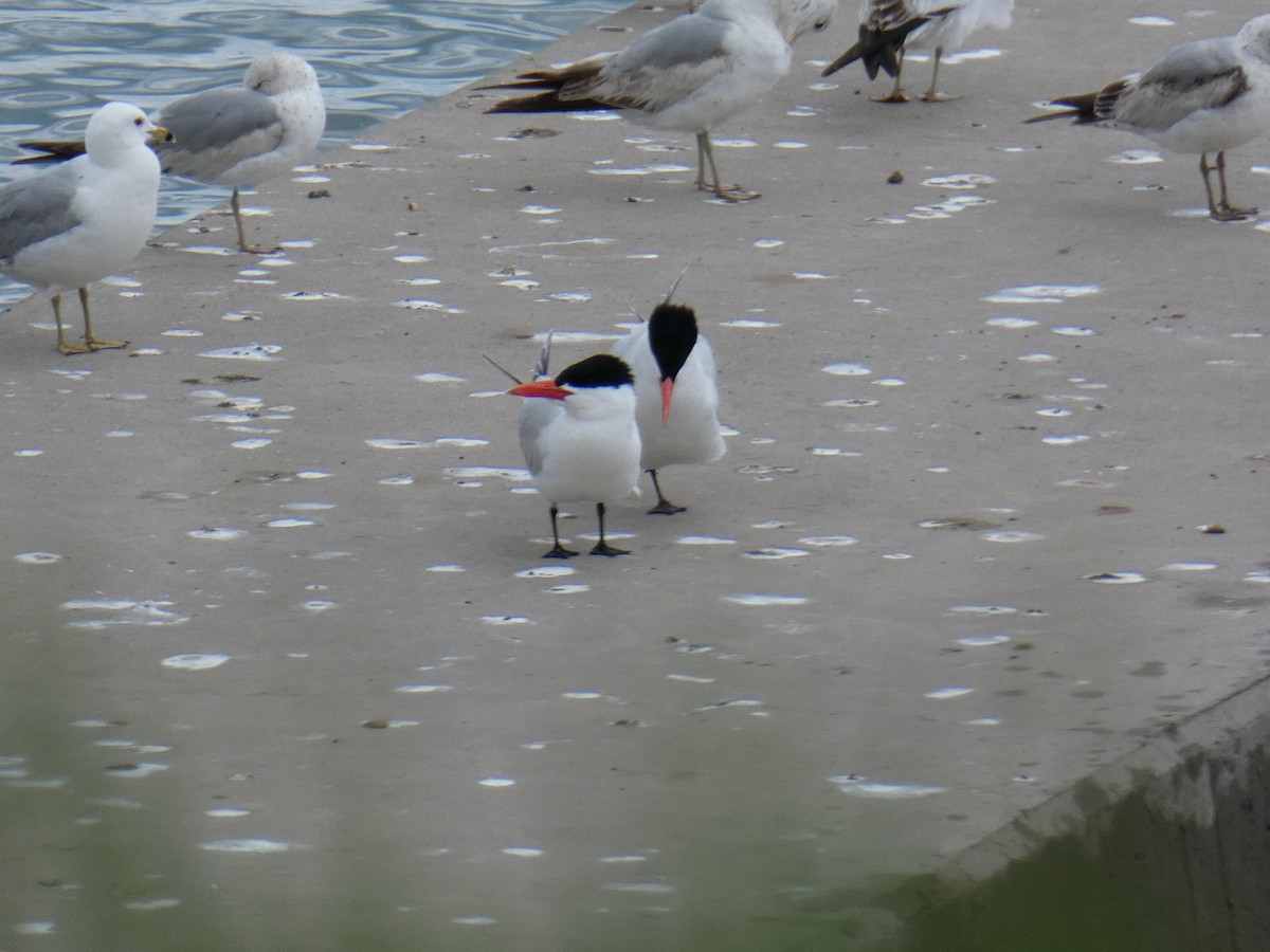 Caspian Tern - ML618916007