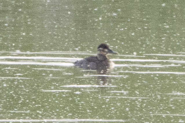 Ruddy Duck - ML618916017