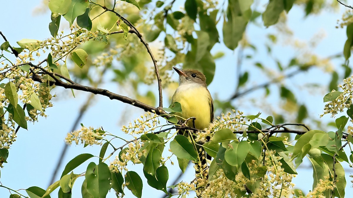 Great Crested Flycatcher - ML618916023