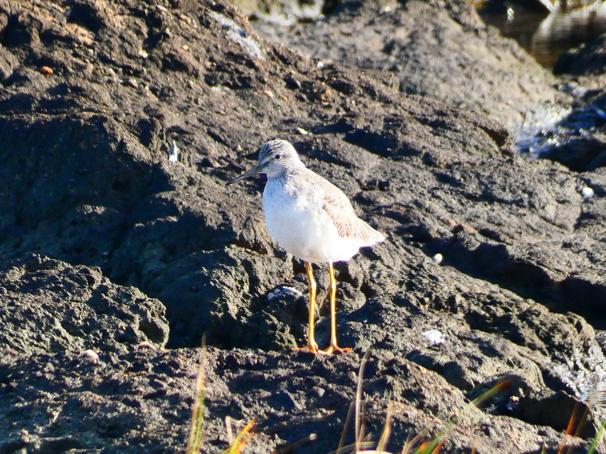 Greater Yellowlegs - ML618916027