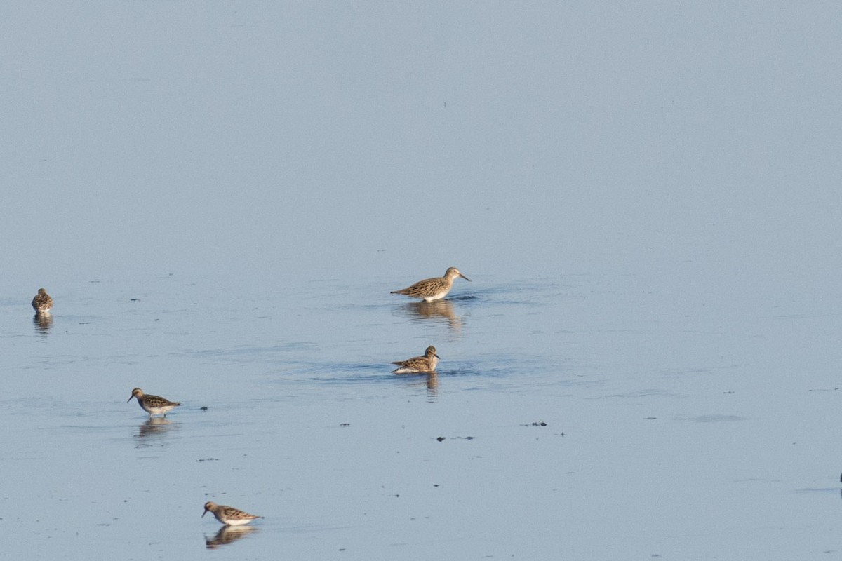 Pectoral Sandpiper - ML618916044