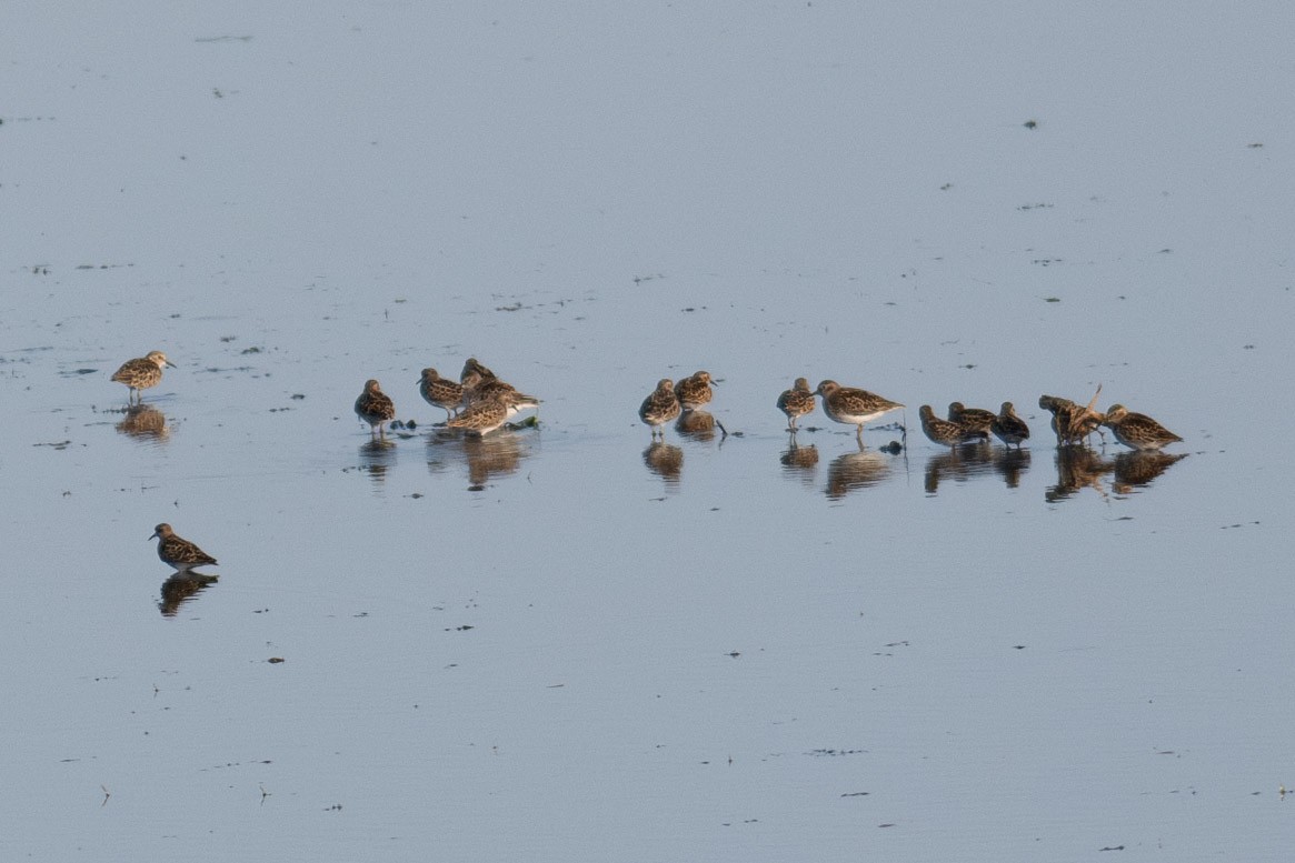 Pectoral Sandpiper - ML618916045