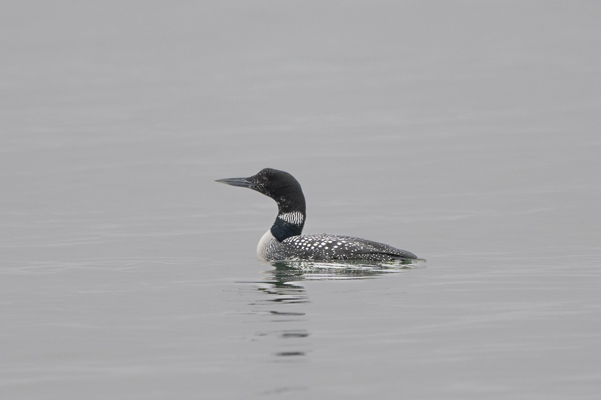 Common Loon - Steve Pearl