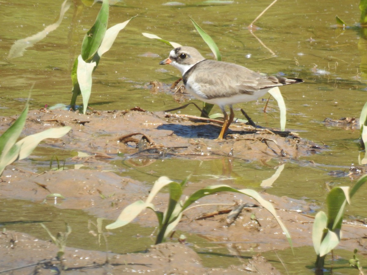 Semipalmated Plover - ML618916075