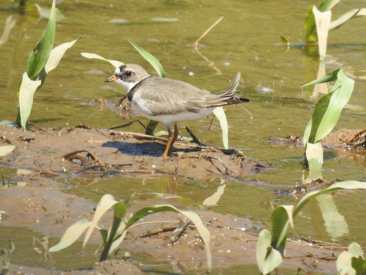 Semipalmated Plover - ML618916076