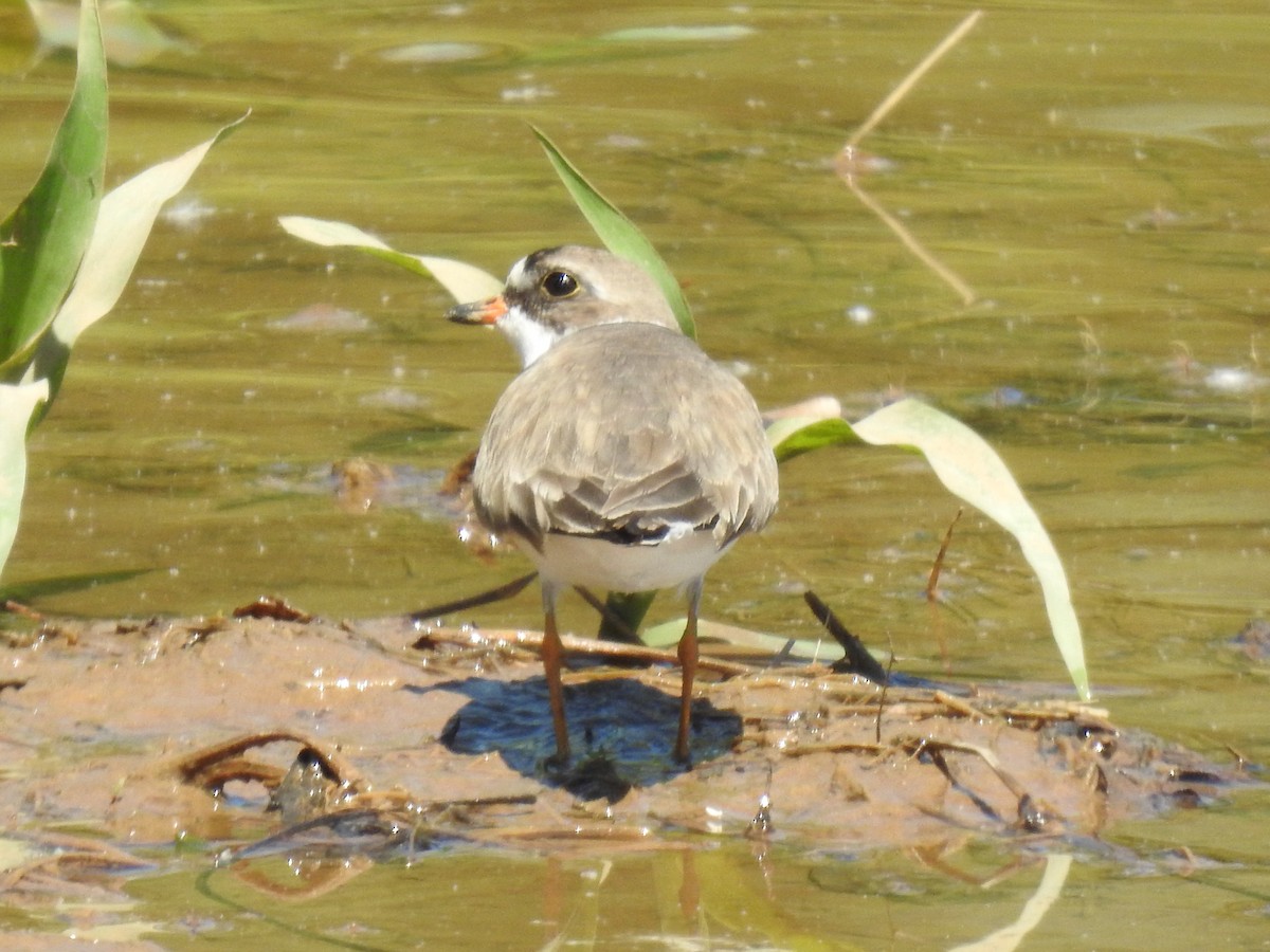 Semipalmated Plover - ML618916078