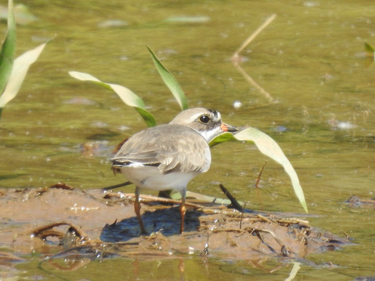 Semipalmated Plover - ML618916079