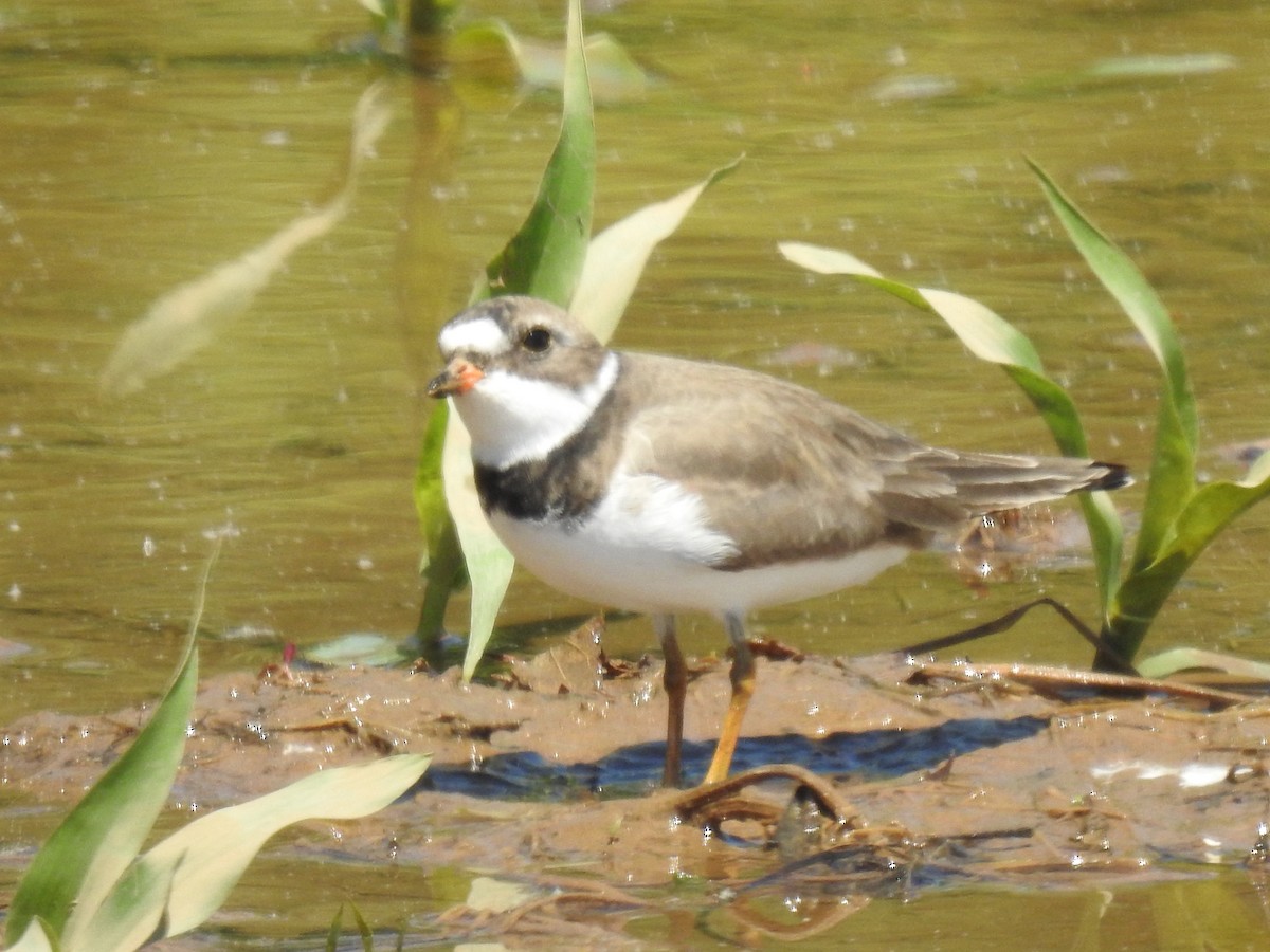 Semipalmated Plover - ML618916080