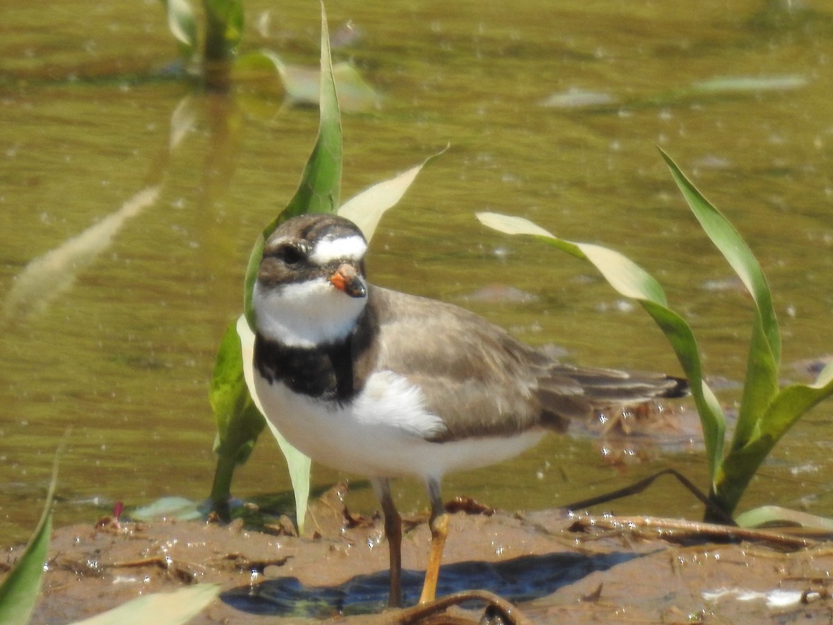 Semipalmated Plover - ML618916082