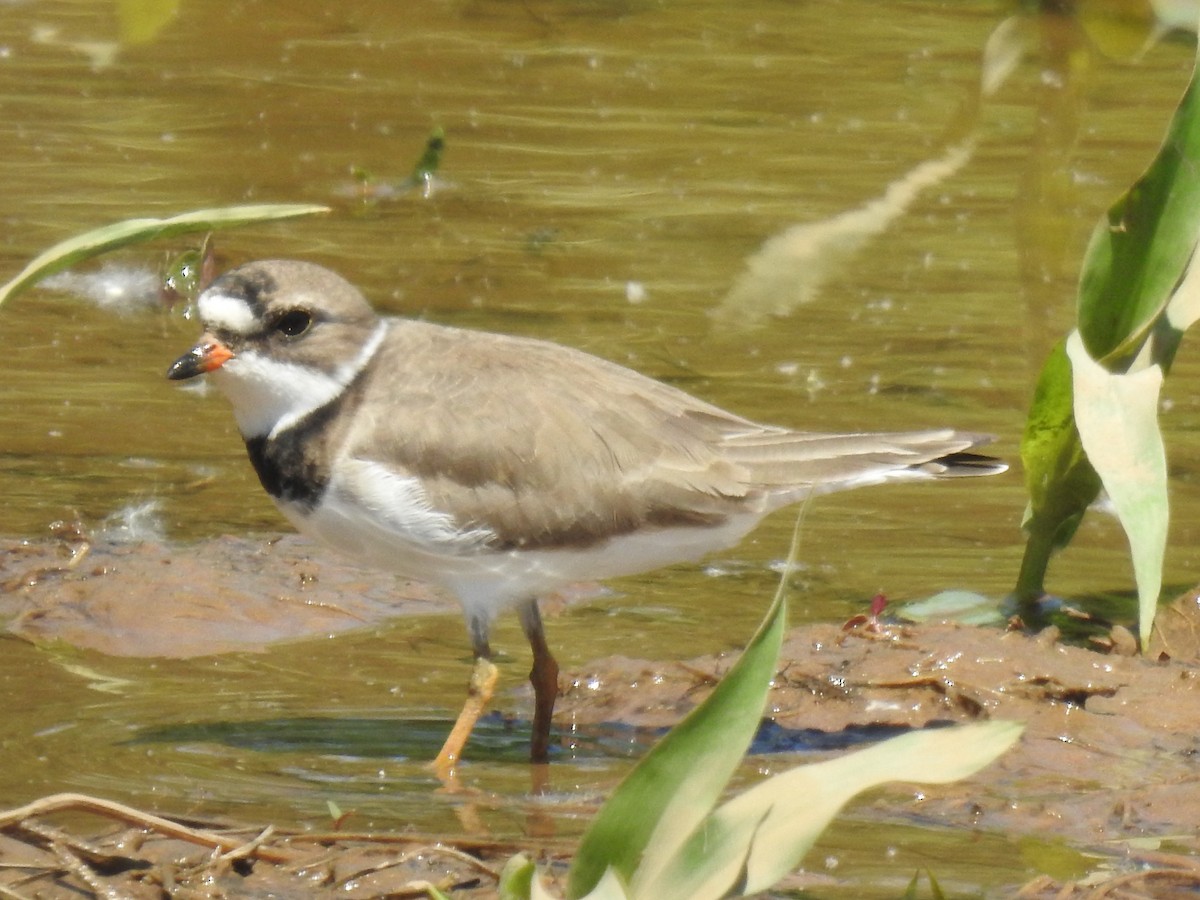 Semipalmated Plover - James Bolte