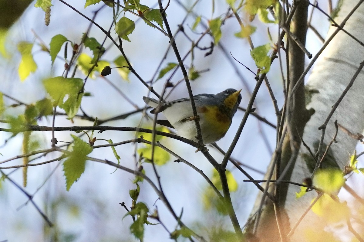 Northern Parula - Terry Bohling